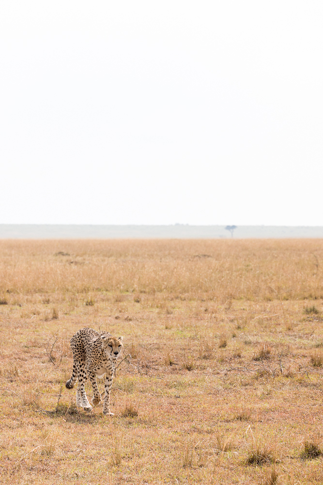 mara